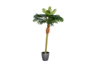 Planten Palmboom 180 cm huren
